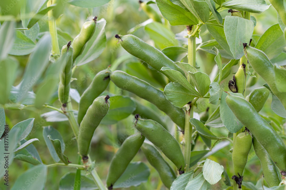 broad beans ready to harvest in garden. broad beans ready to harvest in garden.