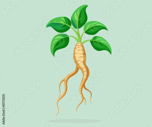 ginseng plant with stem and root. Medicinal food