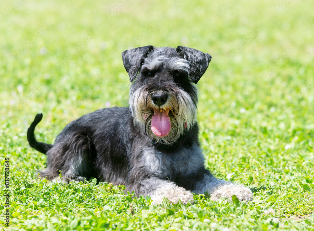 miniature schnauzer training for obedience miniature schnauzer training for obedience