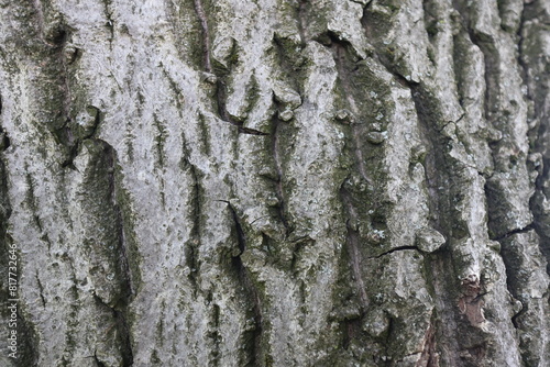 Wooden walnut texture background, close up