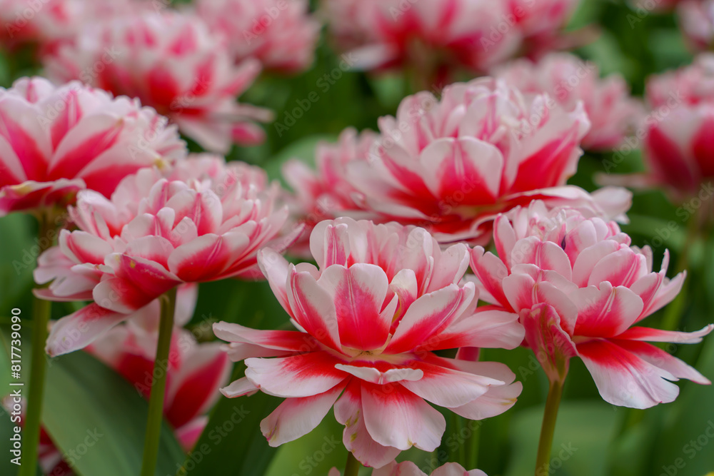 紅白の華やかなチューリップ 紅白の華やかなチューリップ