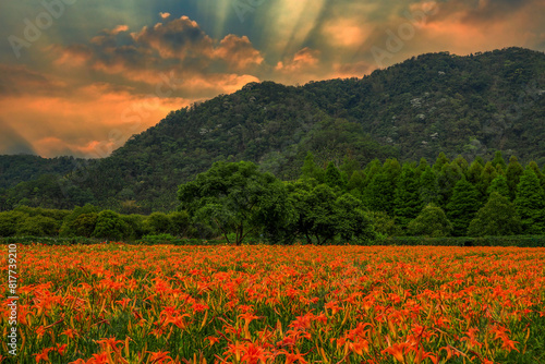 Vast  Hemerocallis fulva fields  pastoral golden sky scenery  mountains and cloudscape form a beautiful and broad scenic field view. Sun Moon Lake National Scenic Area Taiwan.High quality photo