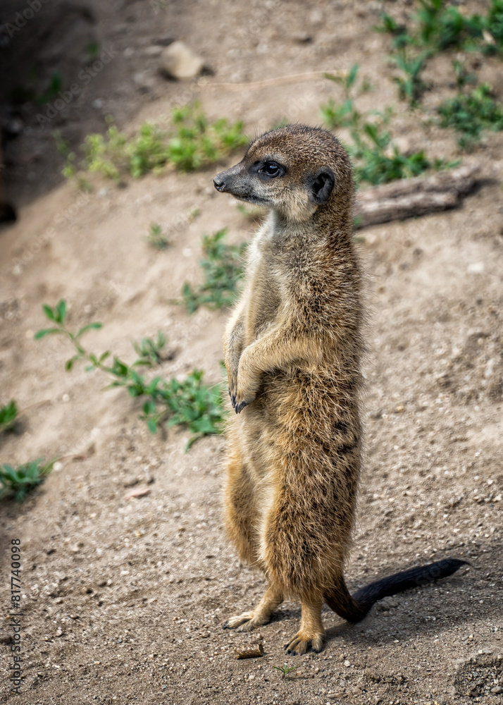 Close up shot of wild suricates meerkat standing on her leg wildlife zoo photography Close up shot of wild suricates meerkat standing on her leg wildlife zoo photography