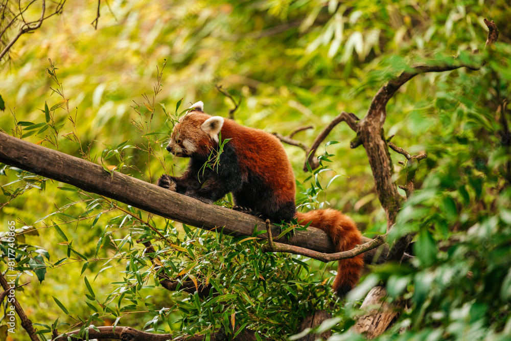 Red Panda in the woods / jungle eating Red Panda in the woods / jungle eating