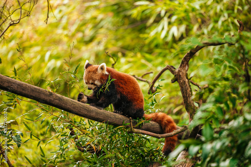 Red Panda in the woods / jungle eating Red Panda in the woods / jungle eating