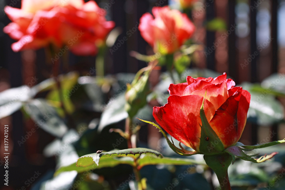 Obraz premium Beautiful red roses in the garden.