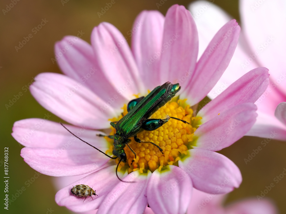 Macro of male beetle of Oedemera nobilis feeding on a pink daisy flower and small beetle type Anthrenus verbasci on one petal Macro of male beetle of Oedemera nobilis feeding on a pink daisy flower and small beetle type Anthrenus verbasci on one petal