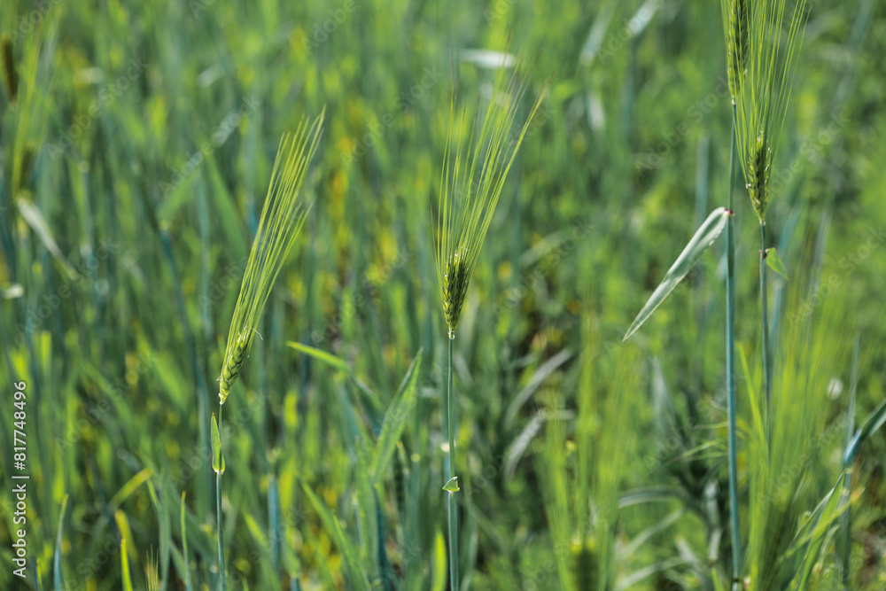 Obraz premium Green wheat in the spring field.