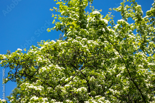 Branches of a blooming tree with white flowers against a blue sky