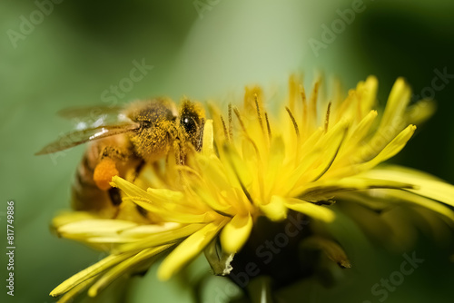 World Bee Day. Honey Bee Pollinating Yellow Flower