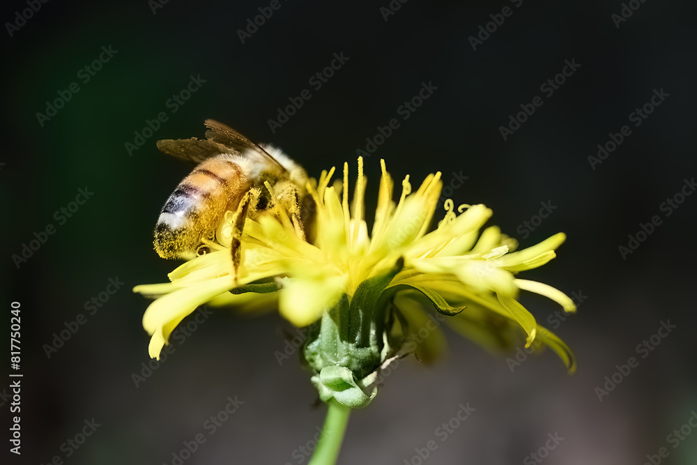 World Bee Day. Bee Pollinating Yellow Flower World Bee Day. Bee Pollinating Yellow Flower