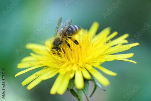 World Bee Day. Bee Pollinating a Yellow Flower