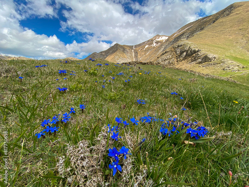 View of blue wild flowers in the national park of Monti della Laga in Lazio, Italy photo