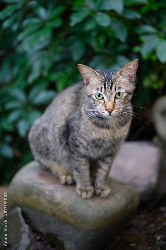 Obraz premium Kittens exploring in the wild