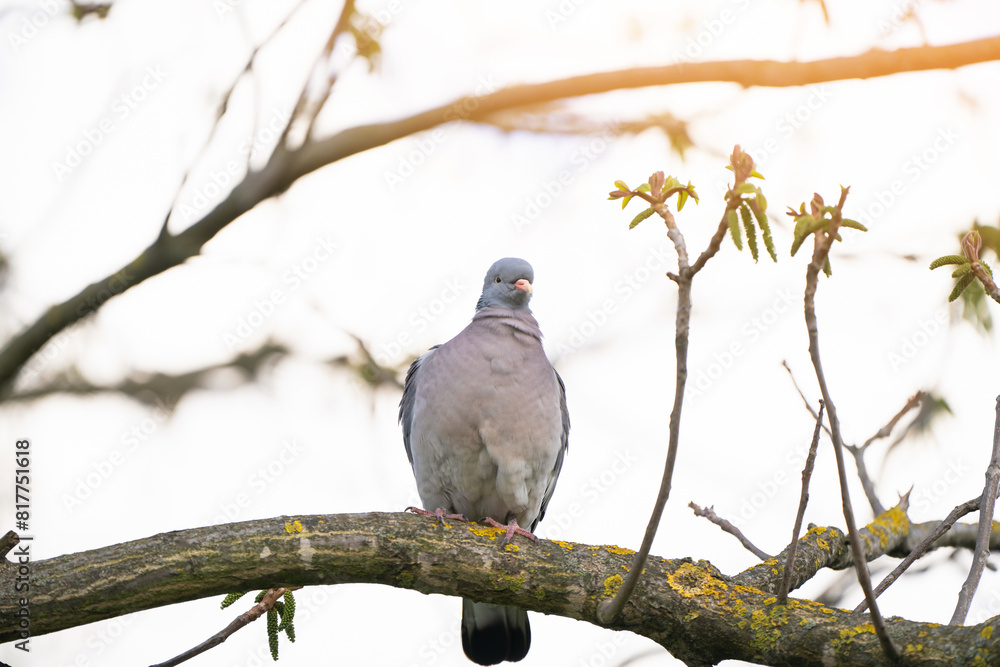 A grey pigeon sits on a tree branch in the park on a spring day. Nature and wild birds. Selective focus. close-up view A grey pigeon sits on a tree branch in the park on a spring day. Nature and wild birds. Selective focus. close-up view