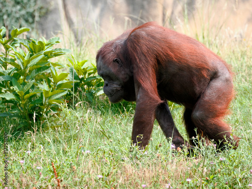 Orangutan (Pongo pygmaeus) walking among tall grasses 