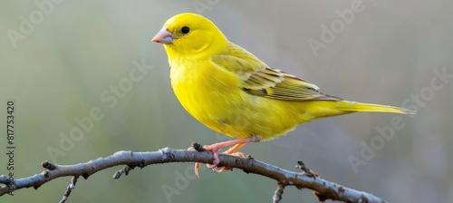 Yellow canaria serinus perch  captive canary bird with avian features on blurred background photo