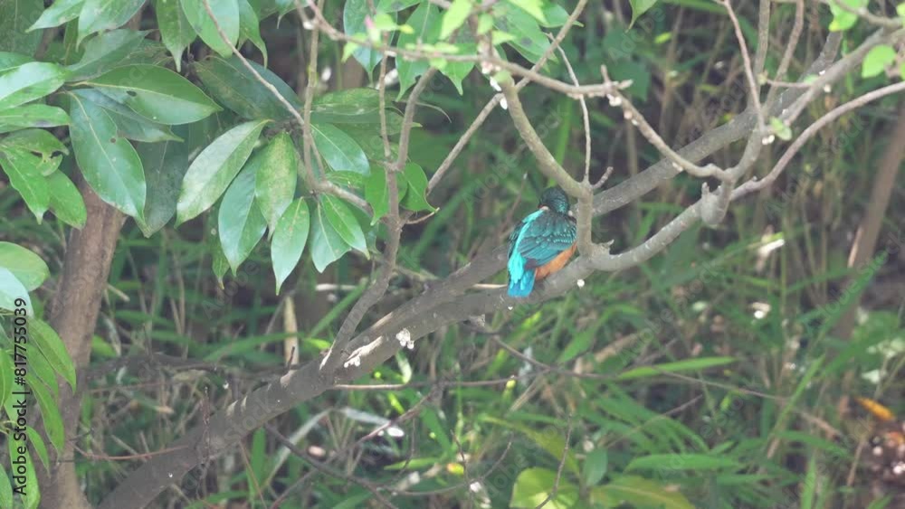 common kingfisher in a forest common kingfisher in a forest