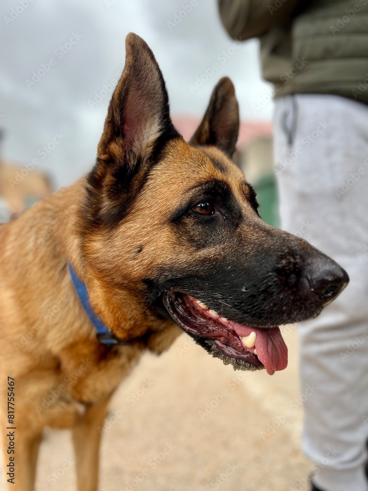 A brown and black dog with a blue collar is standing on a sidewalk A brown and black dog with a blue collar is standing on a sidewalk