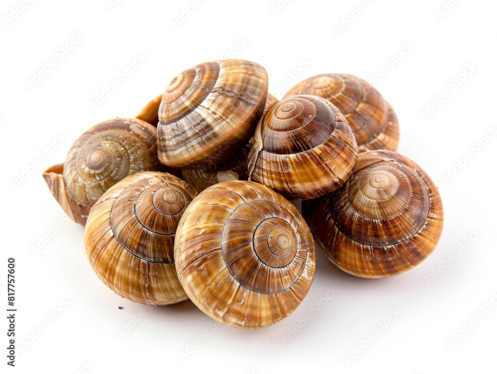 A pile of small, brown shells with a white background A pile of small, brown shells with a white background