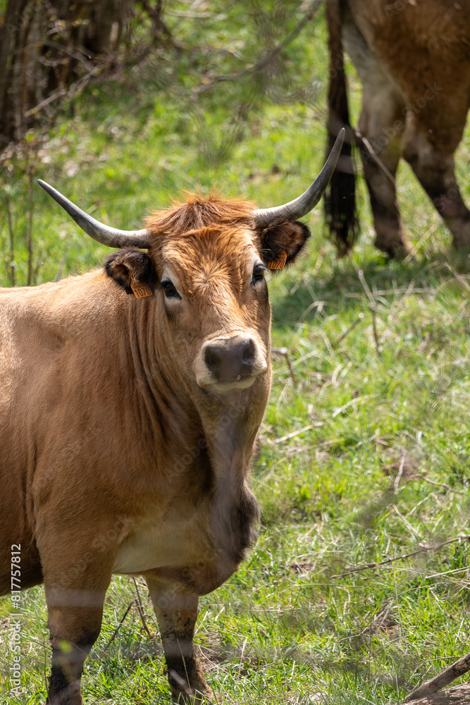 cow in the field