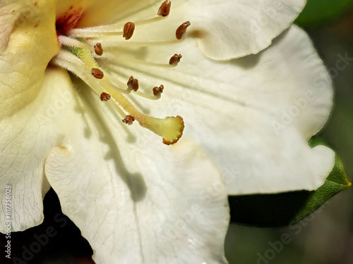 Closeup of white rhododendron flower in a french garden