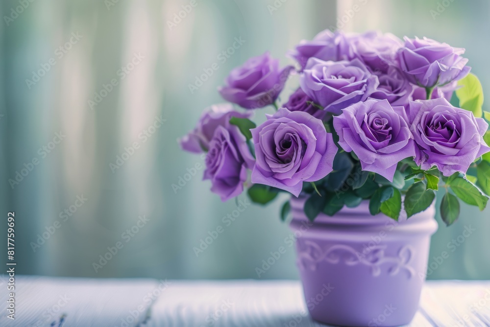 pots vase of purple roses , international woman's day concept pots vase of purple roses , international woman's day concept