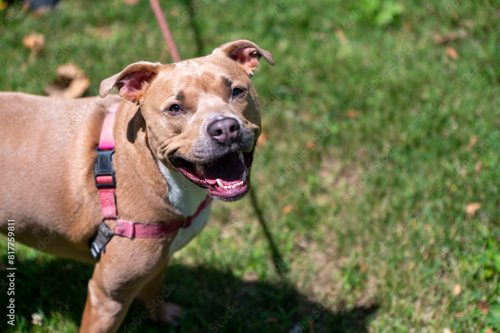 Closeup of a pit bull on a lush green grass field. Closeup of a pit bull on a lush green grass field.