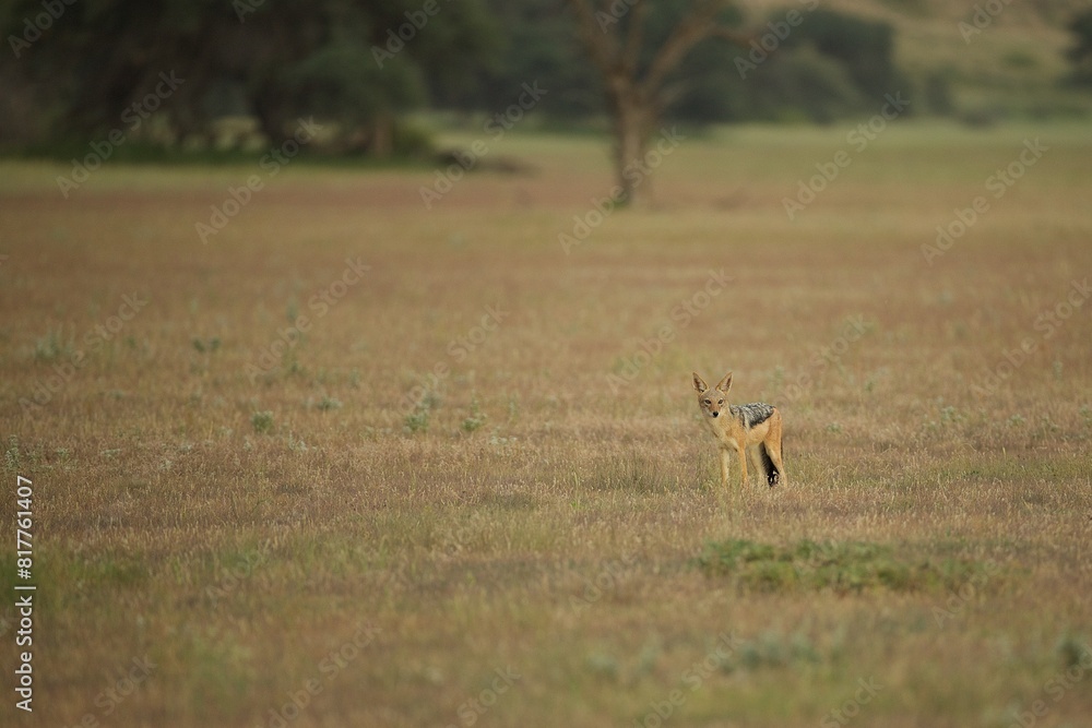 Black-backed Jackal (Lupulella mesomelas) standing in the center of a lush field surrounded by trees Black-backed Jackal (Lupulella mesomelas) standing in the center of a lush field surrounded by trees