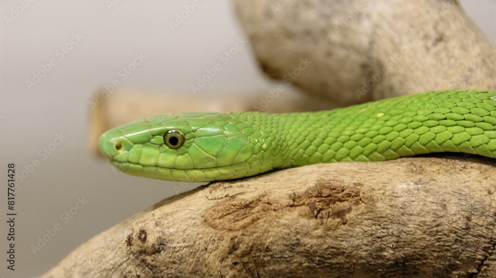Obraz premium Close-up of a green mamba (Dendroaspis viridis) snake atop a rock