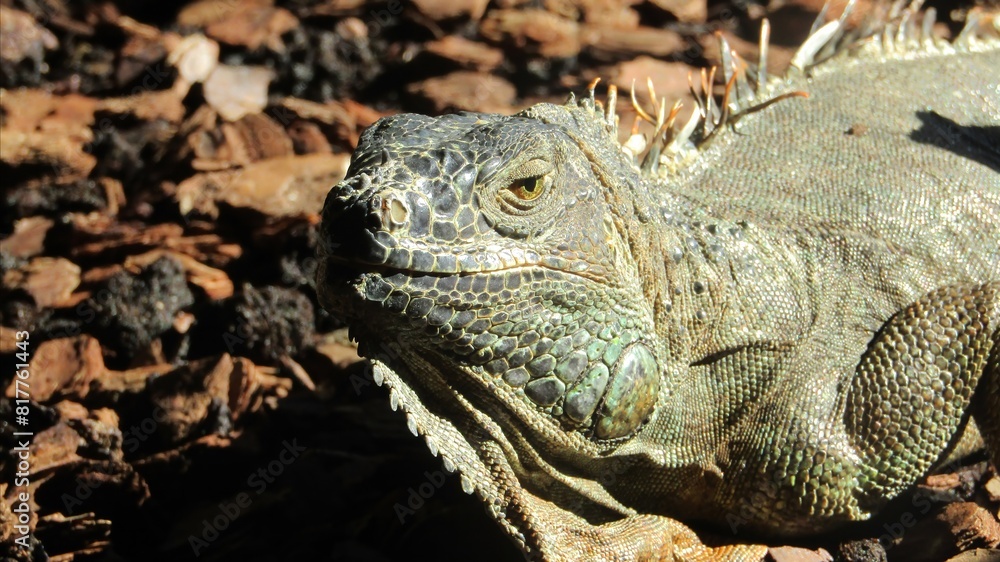 Green iguana resting on the ground with its head turned away Green iguana resting on the ground with its head turned away