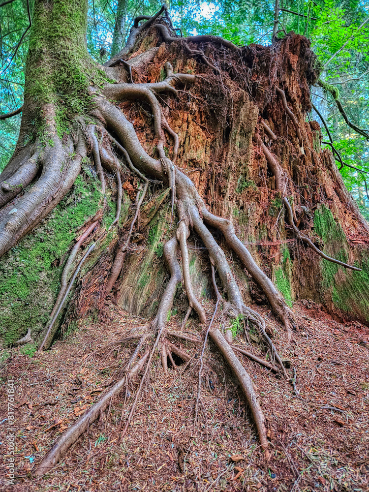 Majestic tree with its roots exposed, standing tall in front of a weathered and worn tree stump