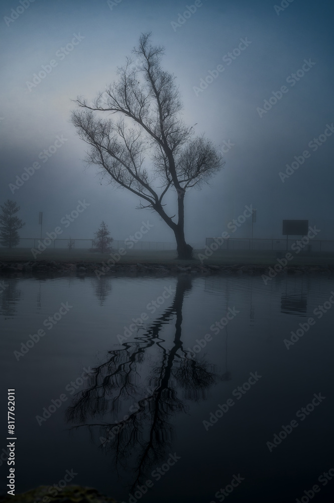 Fototapeta premium Single tree situated on the banks of a tranquil river, shrouded in misty fog.