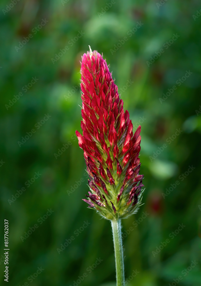 Inkarnat-Klee, Italienischer Klee (Trifolium incarnatum) einzelne Blüte in Nahaufnahme Inkarnat-Klee, Italienischer Klee (Trifolium incarnatum) einzelne Blüte in Nahaufnahme