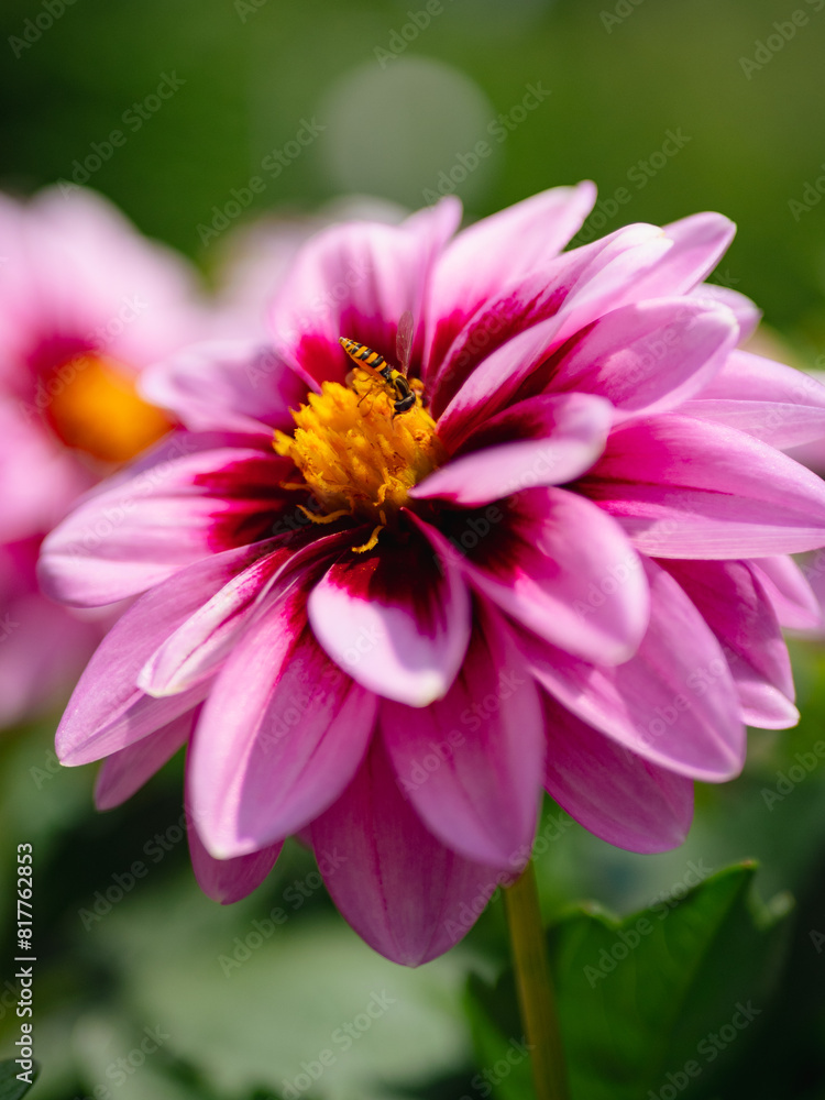 Fototapeta premium Pink dahlia flower blooming in a lush green grassy landscape.