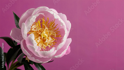 a peony with background naturally.