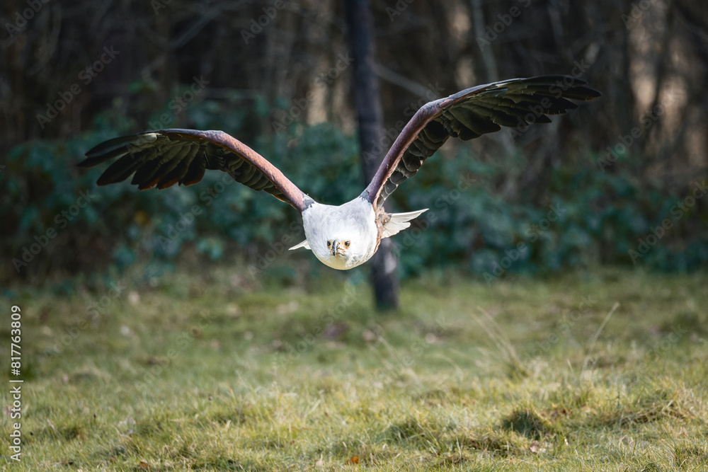 Majestic bird is soaring majestically against a backdrop of lush trees, its wings outstretched