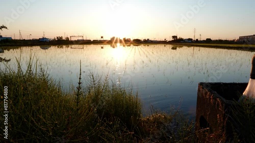 田んぼの日の出・水田に水が入る 5月の田んぼに水が入りました。(埼玉県春日部市)
