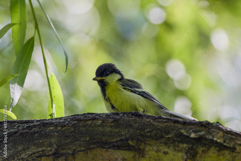 Obraz premium a (Parus major) on a tree trunk.