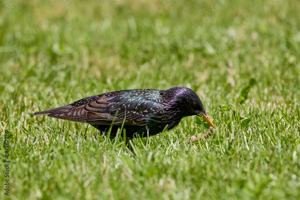 Fototapeta premium a starling through the grass looking for food.