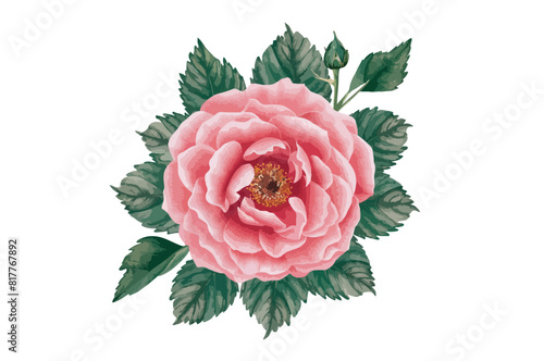 Watercolor pink flower clipart illustration and rose floral branch with green leaves on white background photo