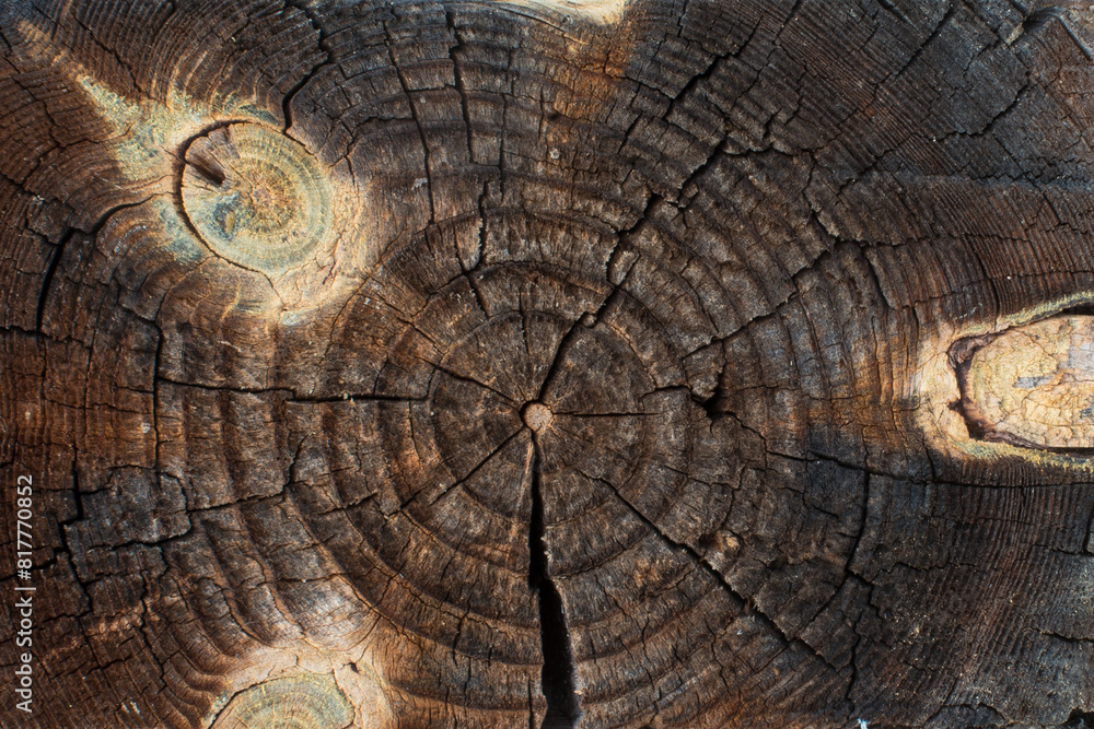 Fototapeta premium Tree trunk cut