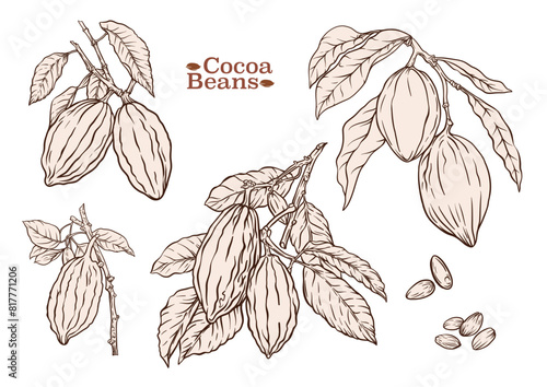 Cocoa tree branch with cocoa beans, chocolate beans, Clip art, set of elements for design Vector illustration. In botanical style
