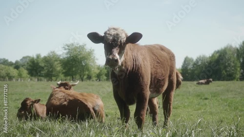 Wallpaper Mural A young heifer grazes in a meadow next to a cow and a calf, who are resting lying on the grass. Cows graze in the pasture. Cow breeding and animal husbandry. Torontodigital.ca