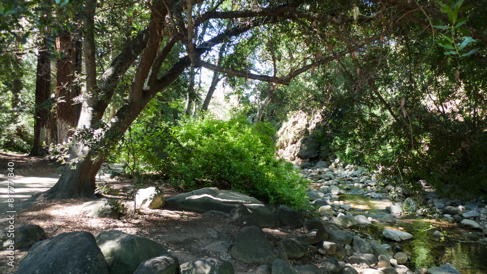 Redwood grove and stream at Santa Barbara Botanical Garden, California Redwood grove and stream at Santa Barbara Botanical Garden, California