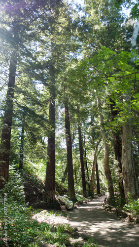 Redwood grove at Santa Barbara Botanical Garden, California