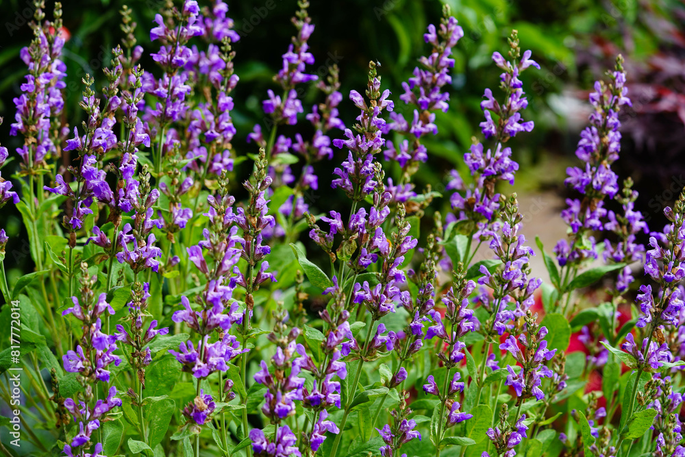 Obraz premium frischer Salbei Salvia officinalis aus dem eigenen Garten