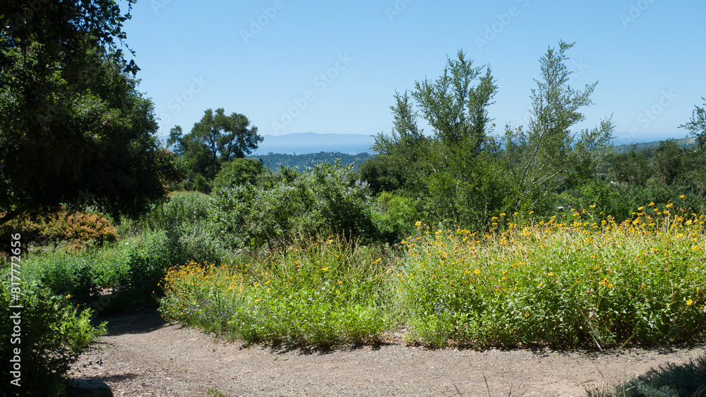 Naklejka premium Santa Barbara Botanical Garden walking path with wildflowers