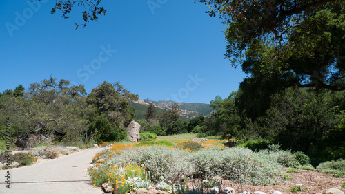 Santa Barbara Botanical Garden walking path with wildflowers