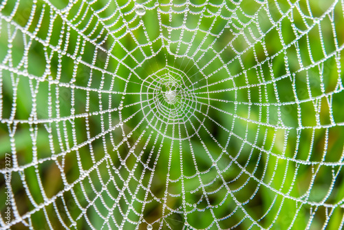 Close-up of a spider web covered in morning dew, highlighting the intricate patterns and delicate texture of the silk. 